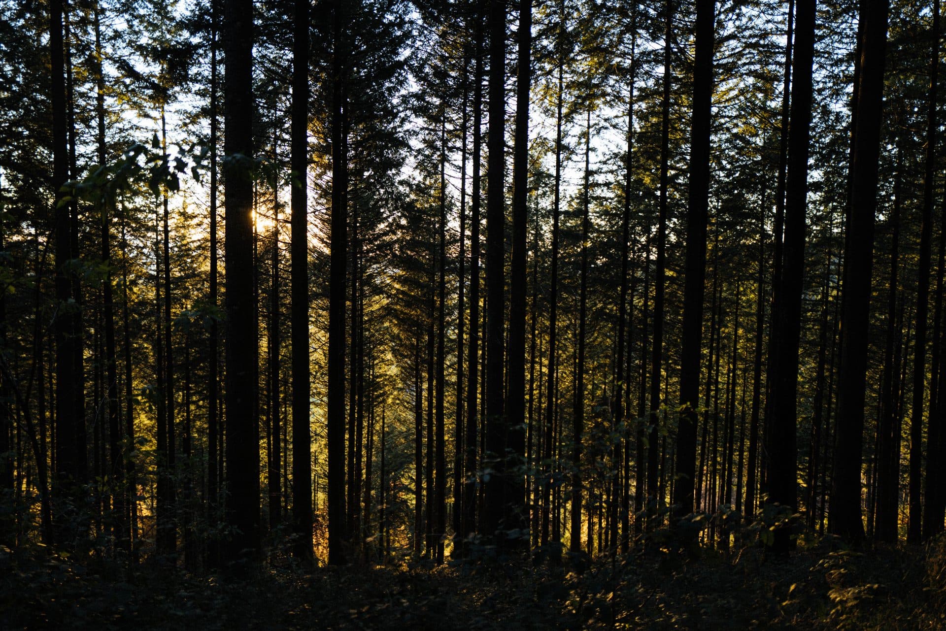 Forêt en Nouvelle-Aquitaine